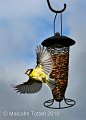 Acrobatic Bluetit